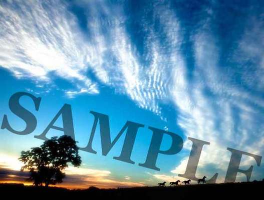 Product picture Horse